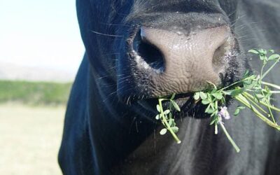 Take the Time to Chew Your Food Well