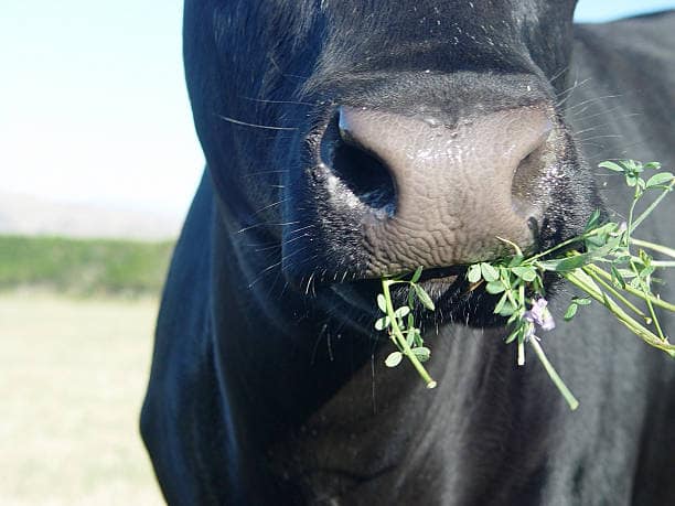 Take the Time to Chew Your Food Well